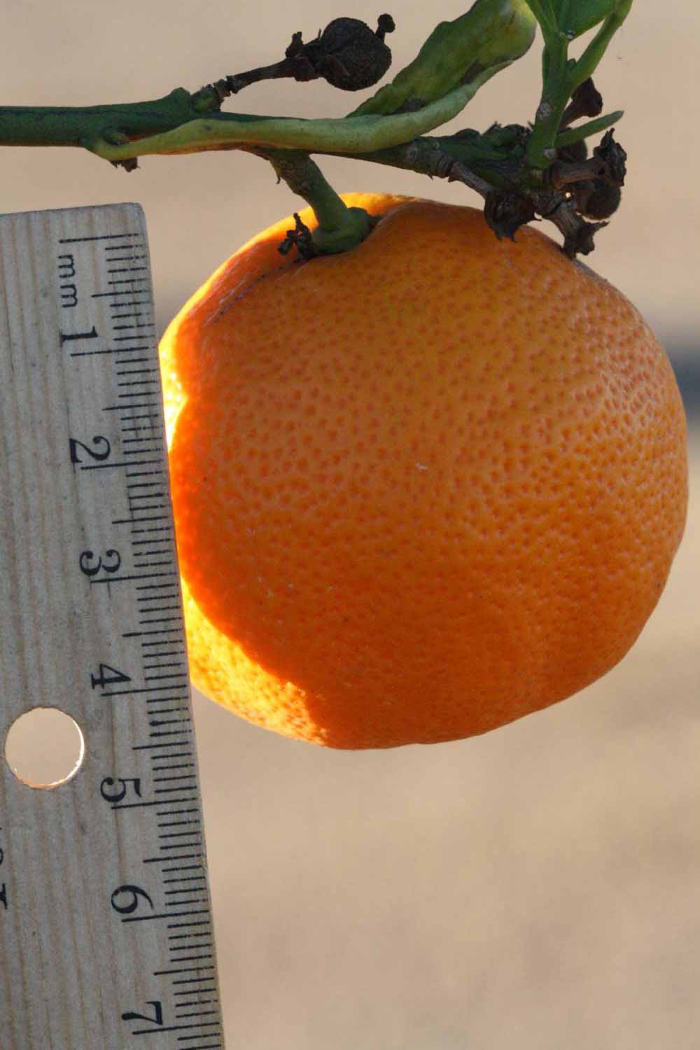              Fruit (Riverside, CA)       